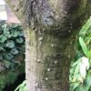 ERYTHRINA CAFFRA Coast Coral Tree 6L