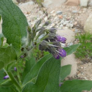 trefle-plant-7897-1 Comfrey Symphytum 15cm