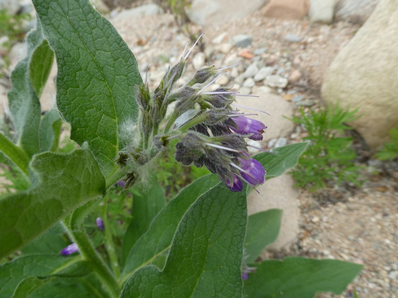 Comfrey Symphytum 15cm