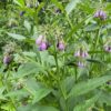 Comfrey Symphytum 15cm