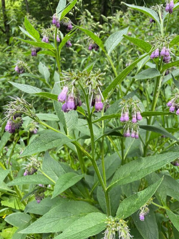 Comfrey Symphytum 15cm