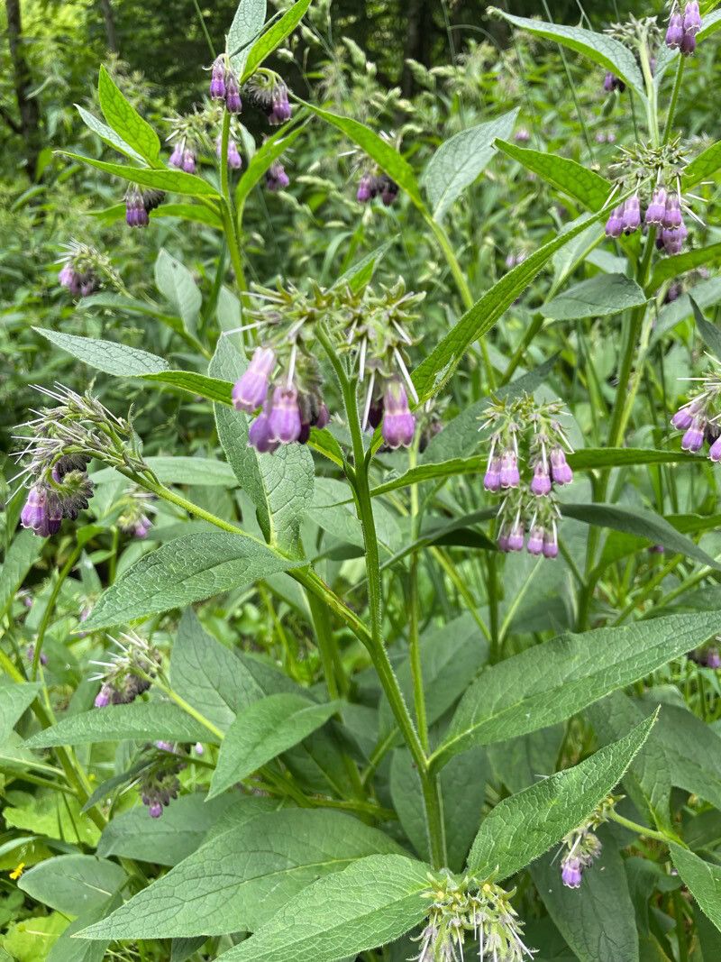 Comfrey Symphytum 15cm - Image 2