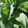 Comfrey Symphytum 15cm