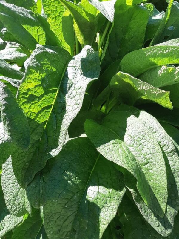 Comfrey Symphytum 15cm