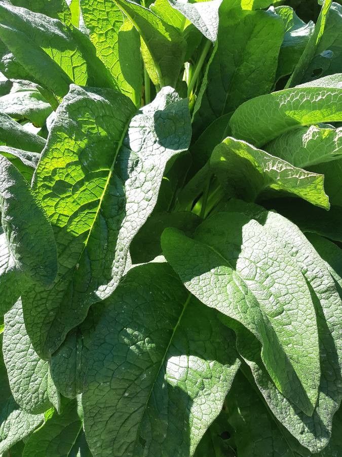 Comfrey Symphytum 15cm - Image 3